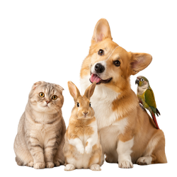 Hund og kat